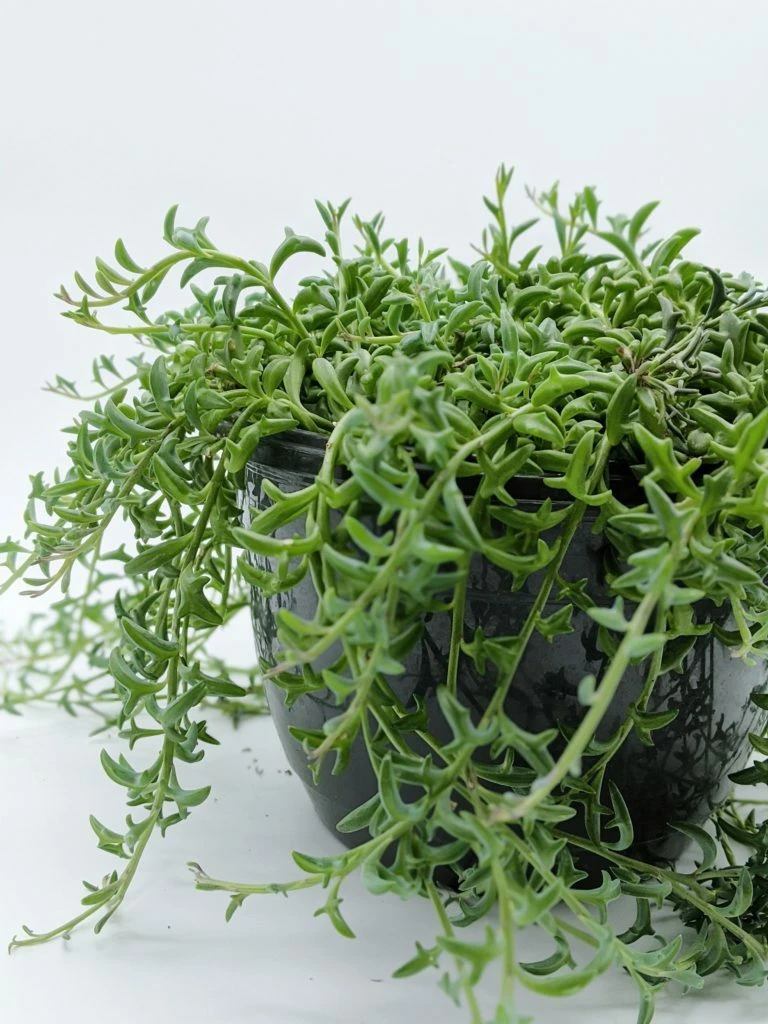 String of Dolphins Cuttings - 3 Unrooted 4in Senecio peregrinus Stems, Unique Dolphin-Leaf Succulent for Propagation