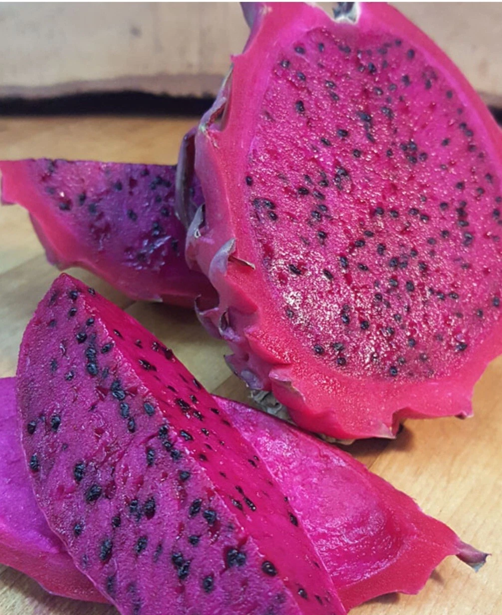 Live Dragon Fruit Cuttings – Unrooted Pitaya Cactus – Fresh Plant Material – Selenicereus for Propagation and Planting