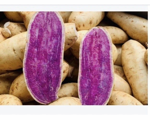 Okinawa Purple Sweet Potato Slips - 15 Unrooted Cuttings for Planting - Ipomoea batatas - Ideal for Garden Beds