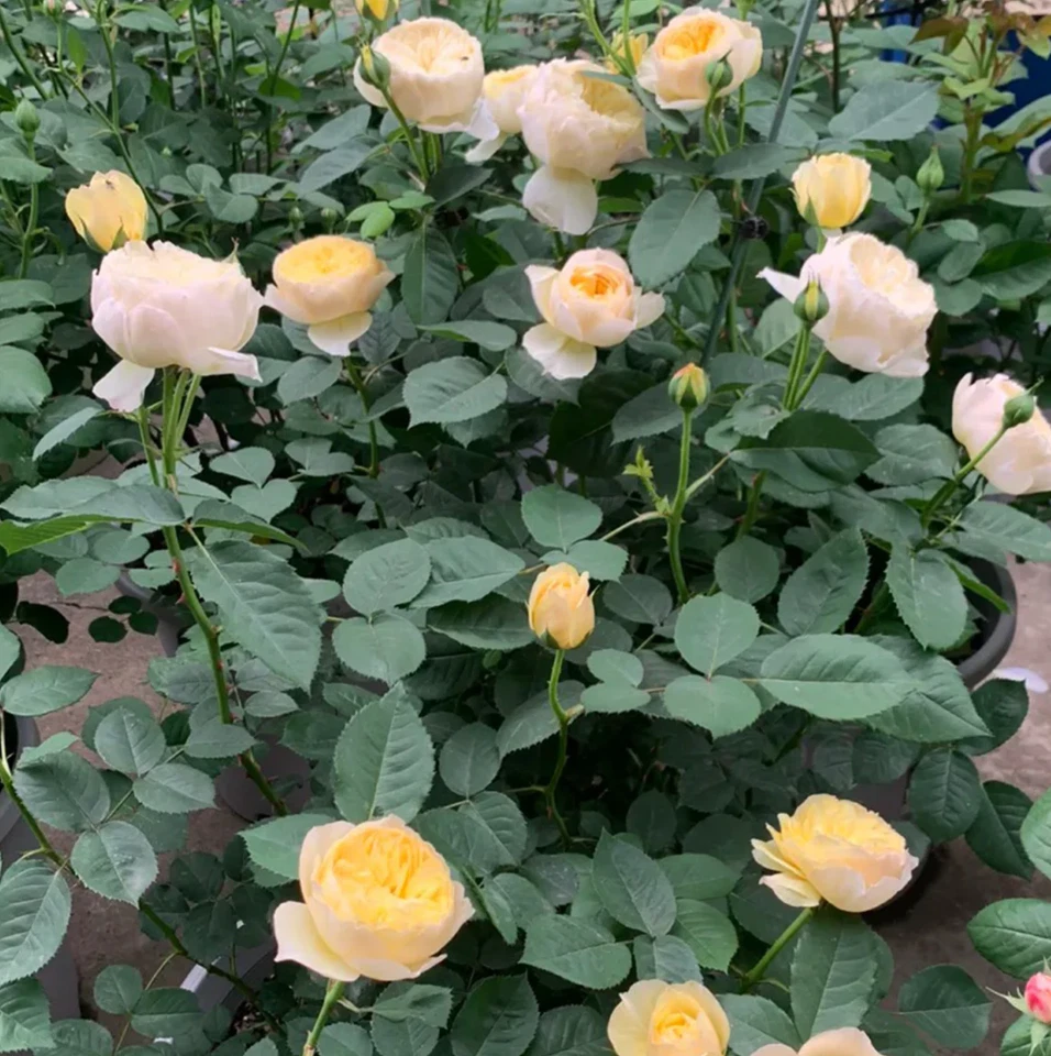 Chirp Chinese Shrub Rose Cuttings – 3 Unrooted Stems for Rooting or Grafting – Rosa spp.