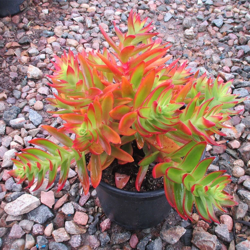 3 Succulent Cuttings - Crassula capitella 'Campfire' - Red-Orange Foliage - Easy-Rooting Starter Stems for Planting