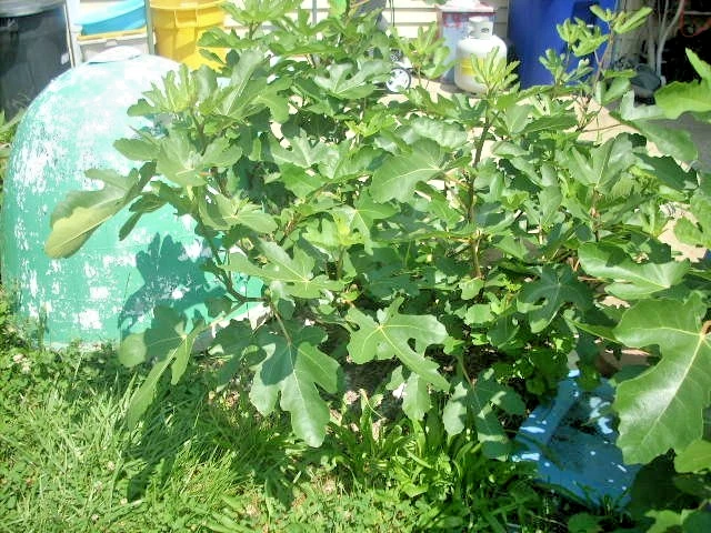 Maltese Falcon Fig Tree Cuttings - 5 Unrooted Cuttings - Ficus carica - Rain Tolerant Productive Fig Variety