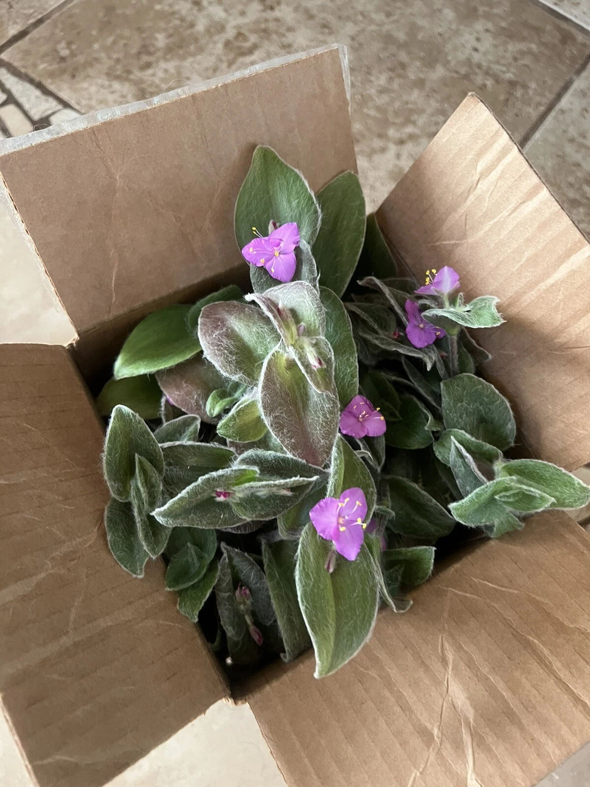 Cobweb Spiderwort Cuttings - 5 Unrooted Tradescantia sillamontana - Silver Foliage Flowering Plant for Propagation