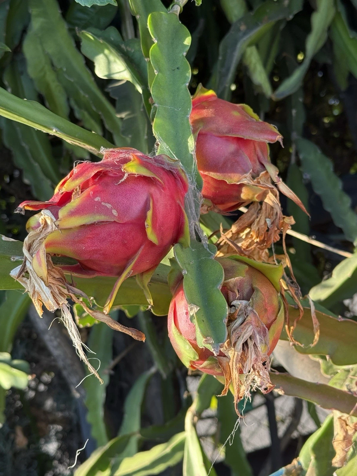 Dragon Fruit Cutting - Unrooted 'Voodoo Child' Pitaya Stem - Hylocereus - Tropical Cactus for Home Planting