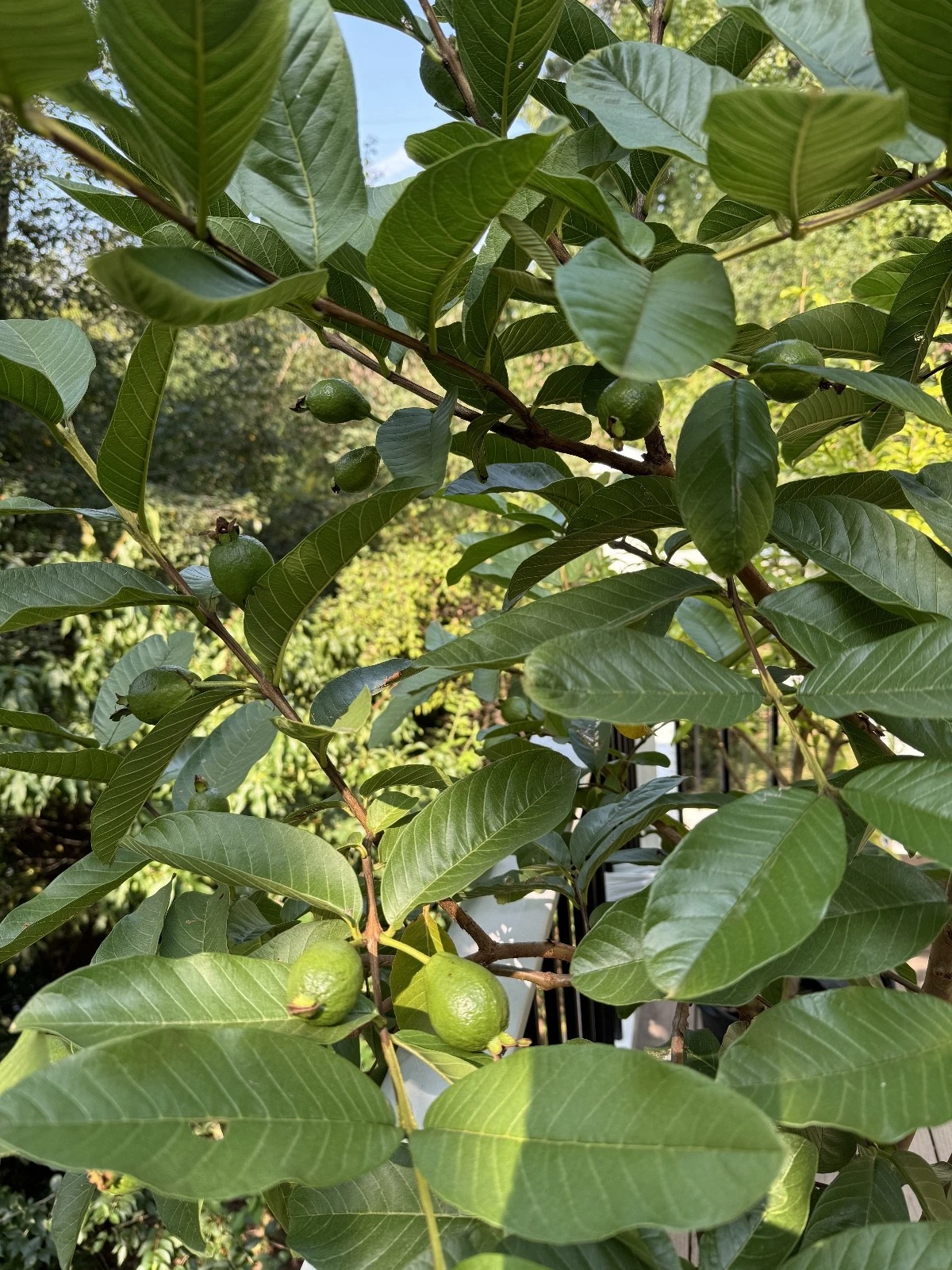 Live Tikal Guava Tree Cuttings – Psidium Guajava Fruit Tree for Planting, Unrooted Cuttings for Propagation