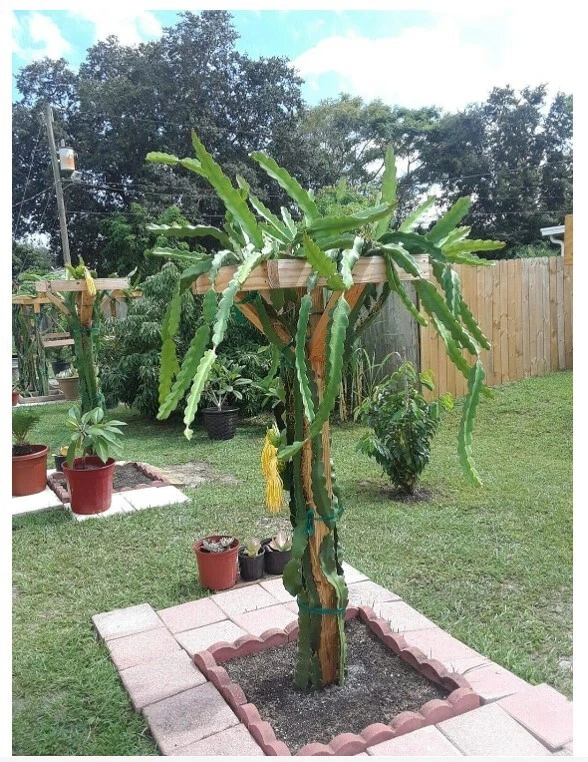 18” Dragon Fruit Cactus Plant in Pot - Hylocereus undatus, Self-Pollinating Pitaya for Indoor/Outdoor Growth, Live Cactus