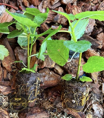 Fig Tree Live Plant - Yellow Long Neck - Ficus carica - Rooted Deciduous Fruit Tree for Garden or Container Planting