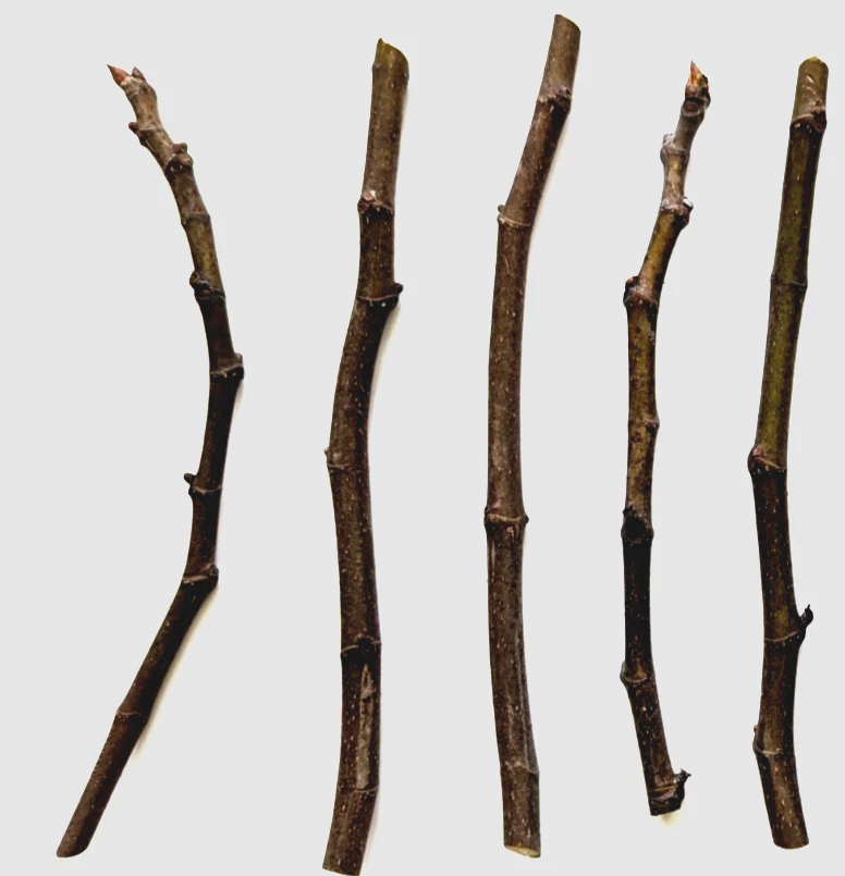 Chicago Hardy Fig Tree Cuttings – 5 Live Cuttings 9–10 Inch, Ficus Carica, Unrooted for Propagation and Home Gardens