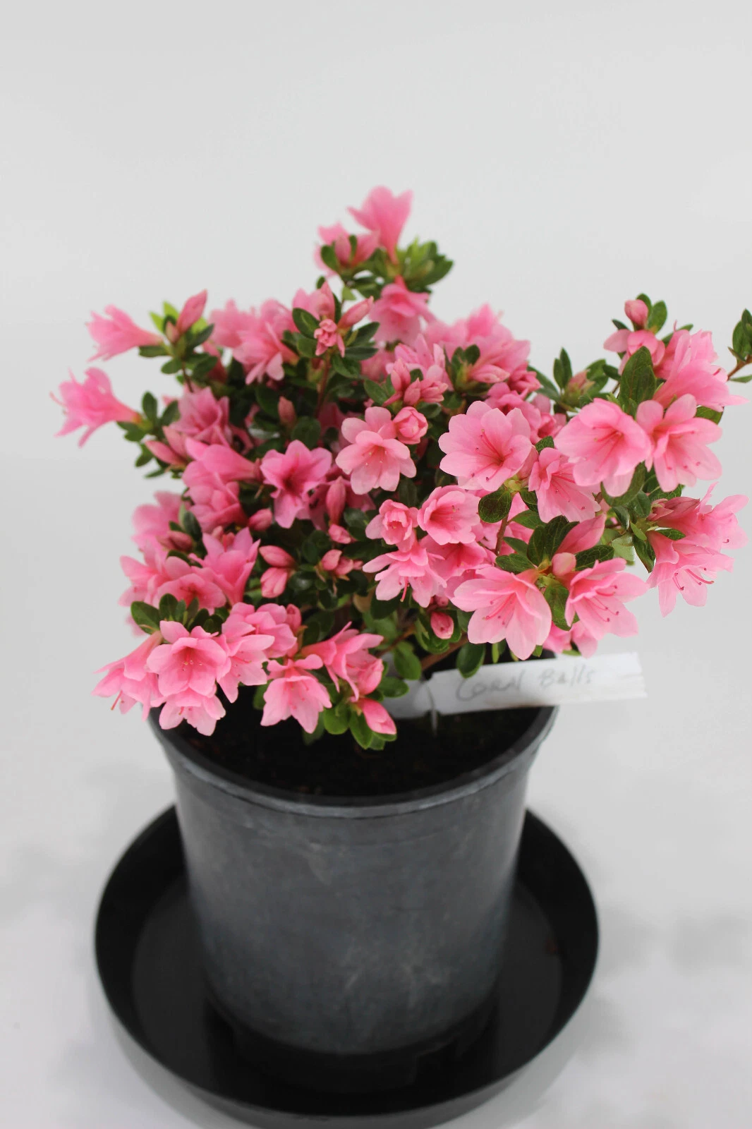 Satsuki Azalea Bonsai Tree 1 Gallon Live Hybrid ‘L. C. Fisher’ Rhododendron for Bonsai Training and Display