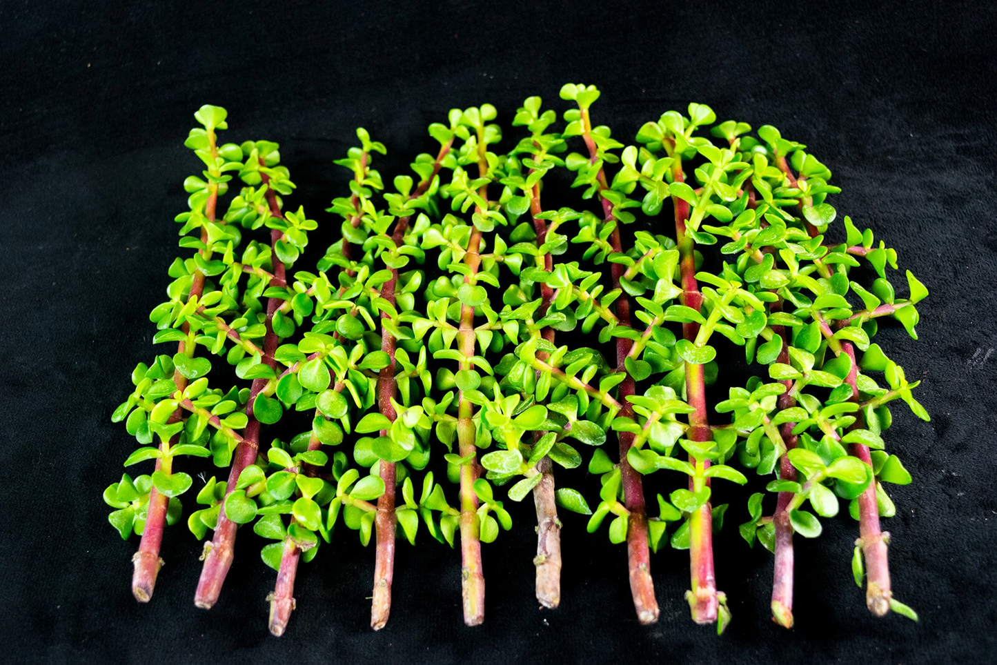 30 Elephant Bush Cuttings - Portulacaria afra Succulent 2–5" Unrooted Stems for Easy Propagation and Gardening