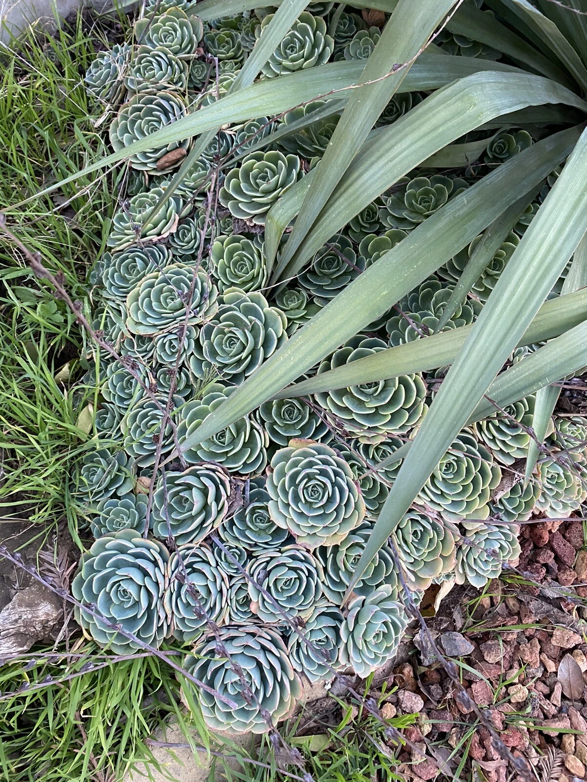 Echeveria secunda Cuttings – 5 Piece Pack of 3” Blue-Green Rosette Succulents for Pots, Arrangements, and DIY Projects