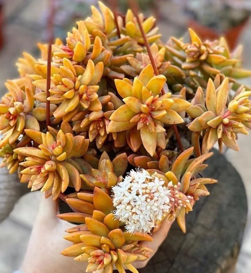 Sedum ‘Firestorm’ Cuttings - 3 Unrooted Succulent Cuttings, 3-4 Inches Long, Ornamental Succulent for Planting and Propagation
