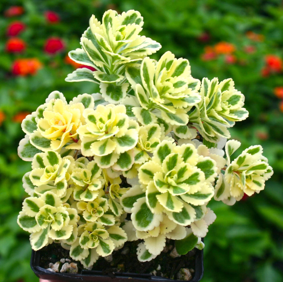 Sedum Atlantis Variegated Succulent 2in Pot - Sedum takesimense 'Atlantis' - Green and Cream Stonecrop Plant for Indoor/Outdoor Decor