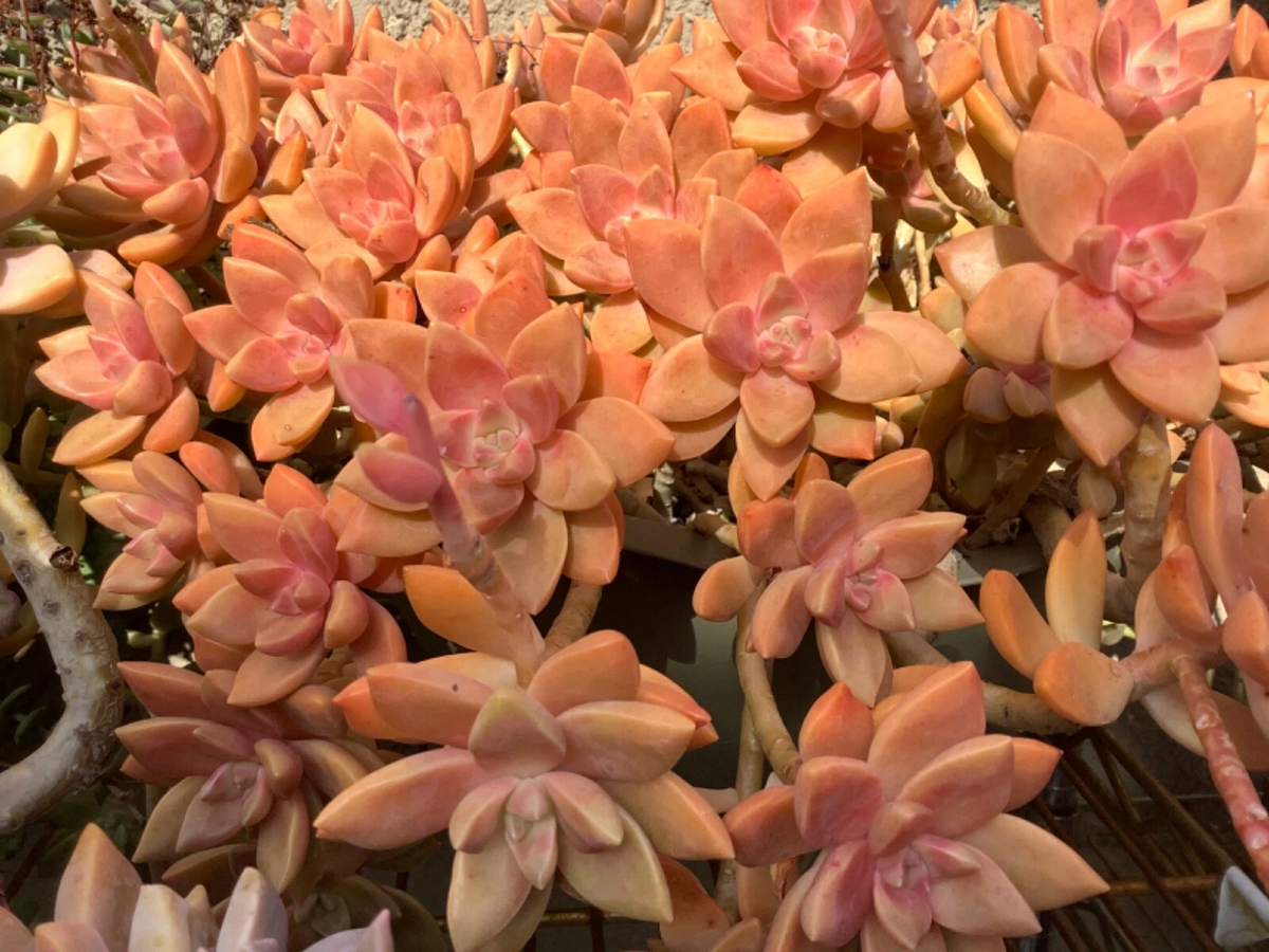 Graptosedum California Sunset Cuttings – 4 Fresh 2-3" Peach Rosettes for Easy Propagation - Succulent Hybrid Plant