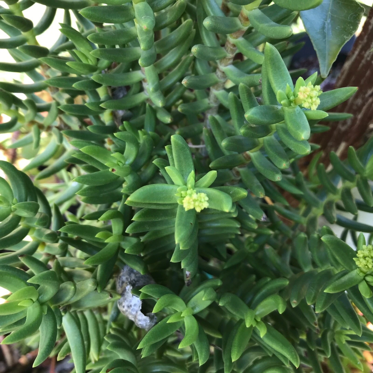 Mini Pine Tree Succulent Cuttings - Set of 4 Crassula tetragona - Bonsai-Style Starter Stems for Indoor Pots & Gardens