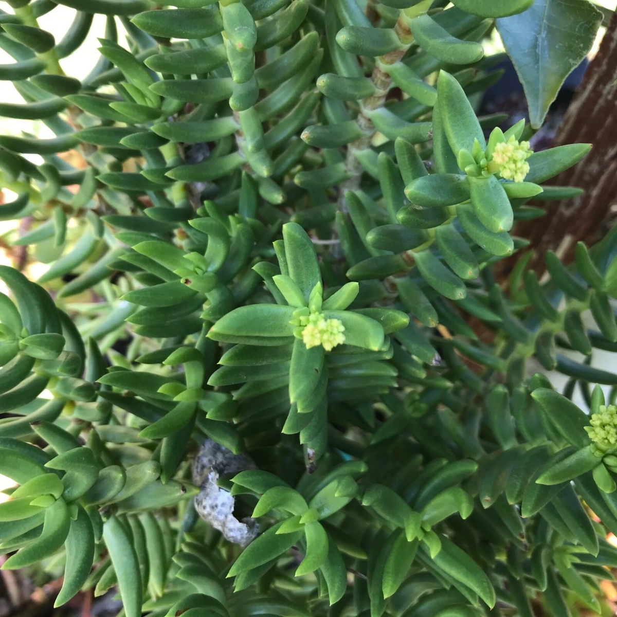 Mini Pine Tree Succulent Cuttings - Set of 4 Crassula tetragona - Bonsai-Style Starter Stems for Indoor Pots & Gardens
