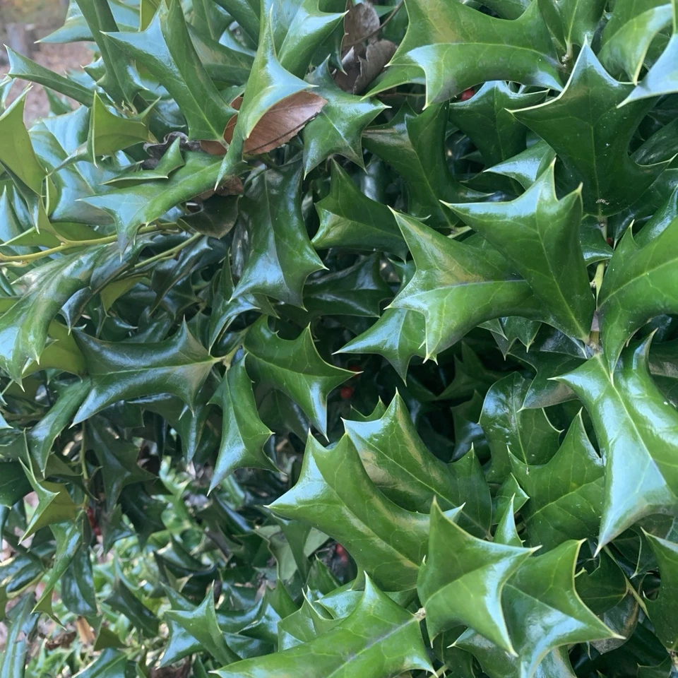 Chinese Holly Cuttings - 5 Unrooted Ilex cornuta Cuttings 6-8 Inches for Propagation - Evergreen Shrub with Green Foliage