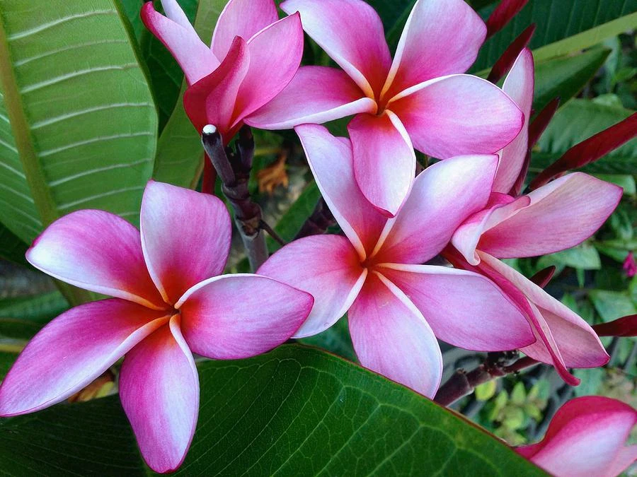 Pink Plumeria Cuttings - 2 Live 8-Inch Hawaiian Frangipani Cuttings for Planting - Tropical Flower Plant (Plumeria spp.)