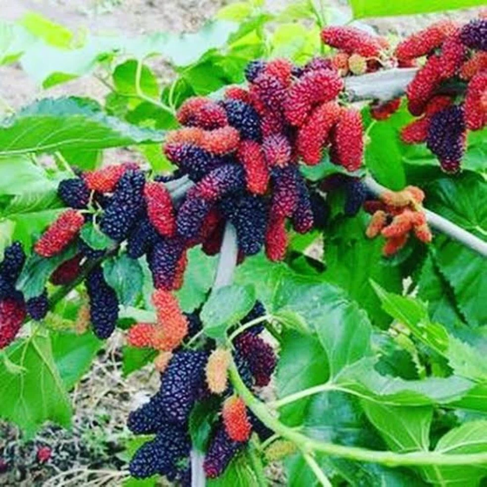 Illinois Everbearing Mulberry Cuttings - 6 Scion Wood Stems for Grafting or Rooting, 6–10 Inch - Morus Hybrid Fruit Tree
