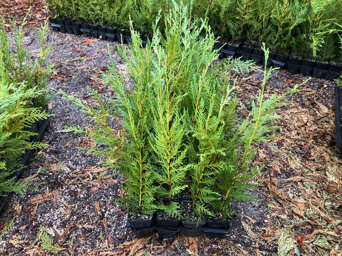 Leyland Cypress Live Plants - 12-18 Inch Evergreen Trees in Pots, Box of 25 - × Cuprocyparis leylandii for Privacy Hedges