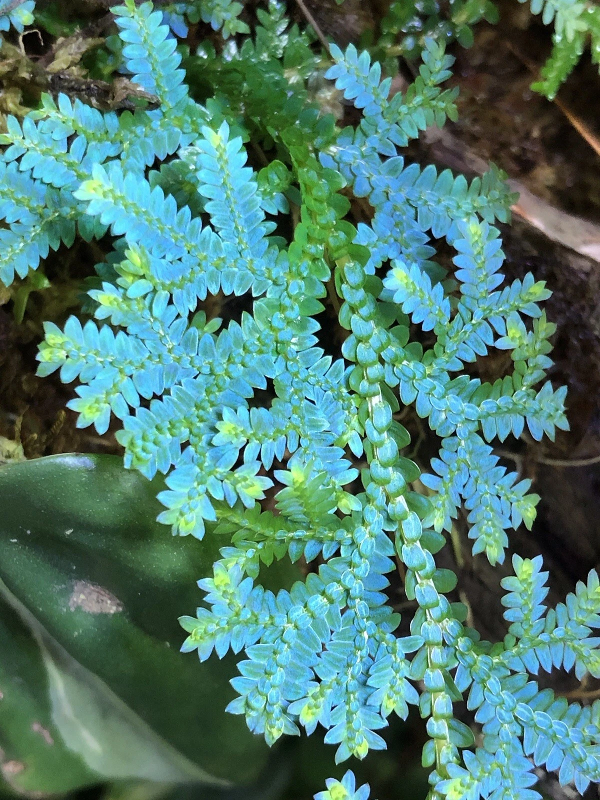 Live Rainbow Spikemoss Cutting – Peacock Fern – Selaginella uncinata – Iridescent Blue-Green Terrarium Plant for Propagation