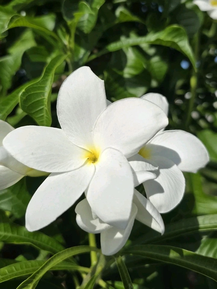 White Plumeria Cuttings - 4 Fresh 8–12" Frangipani Stems for Rooting - Tropical Flowering Plant (Plumeria rubra)