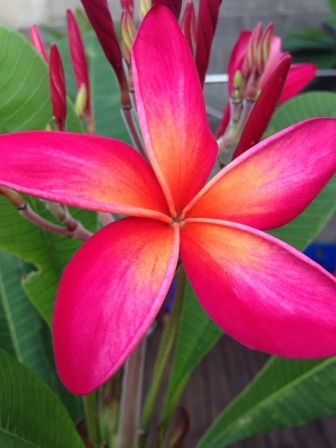 Kaneohe Sunset Plumeria Cutting - 12-14" Frangipani Stem with Tip | Plumeria rubra | Tropical Flower Starter for Rooting