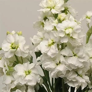 Stock Katz White Seeds - 1000 Seeds - Matthiola incana - Fragrant White Flowers for Garden Bedding & Cut Flower Displays