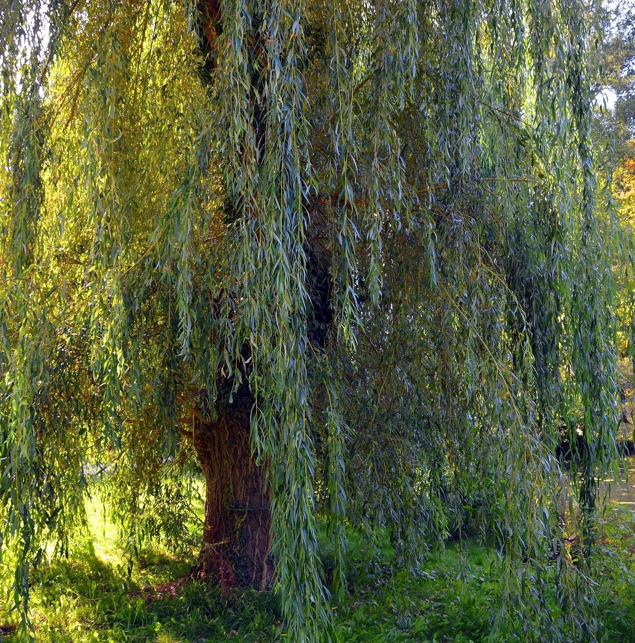 20 Live White Willow Cuttings 6-10 Inches for Planting, Salix Alba - Hardwood Willow Cuttings for Propagation and Erosion Control