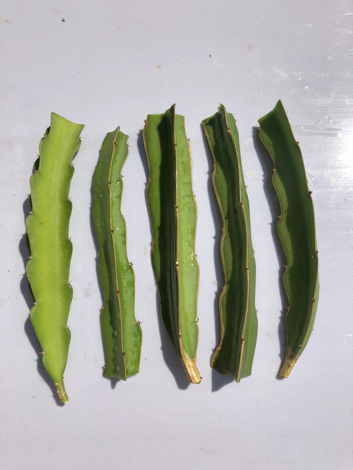 White Dragon Fruit Cuttings - 5 Fresh Unrooted Pieces - White Pitaya Cactus - Selenicereus for Planting or Propagation
