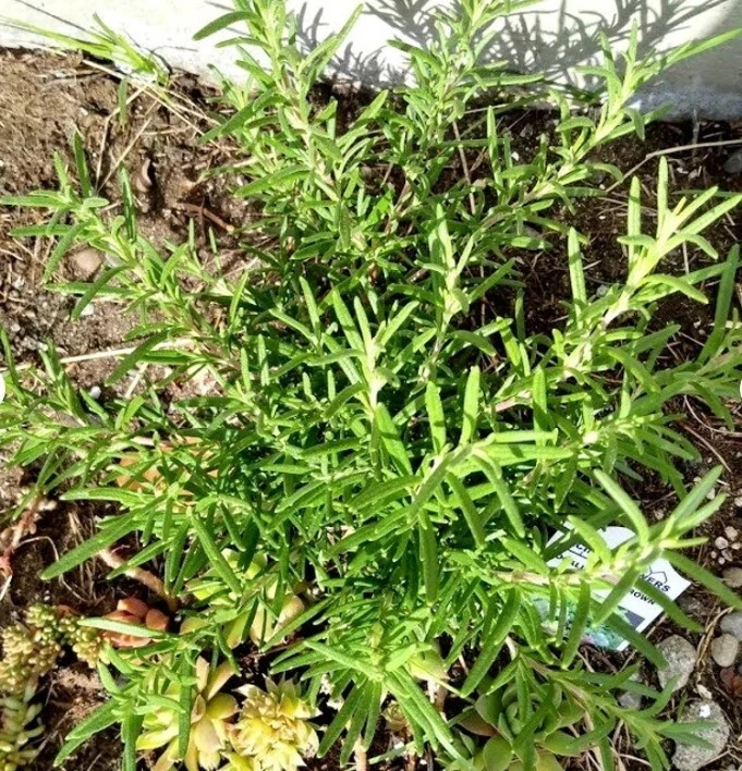 Rosemary Live Cuttings, 5 Unrooted Herb Cuttings for Propagation, Salvia rosmarinus, Freshly Prepared for Home Gardening