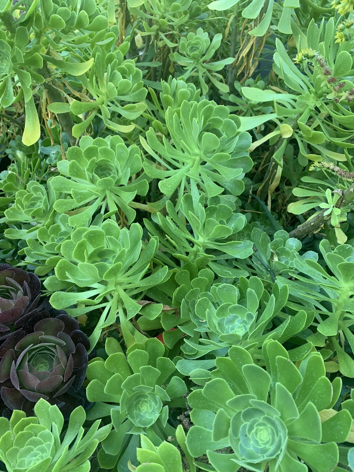 Live Green Tree Aeonium Cuttings - Unrooted Succulent Cuttings for Propagation - Aeonium arboreum - Rosette Green Leaves