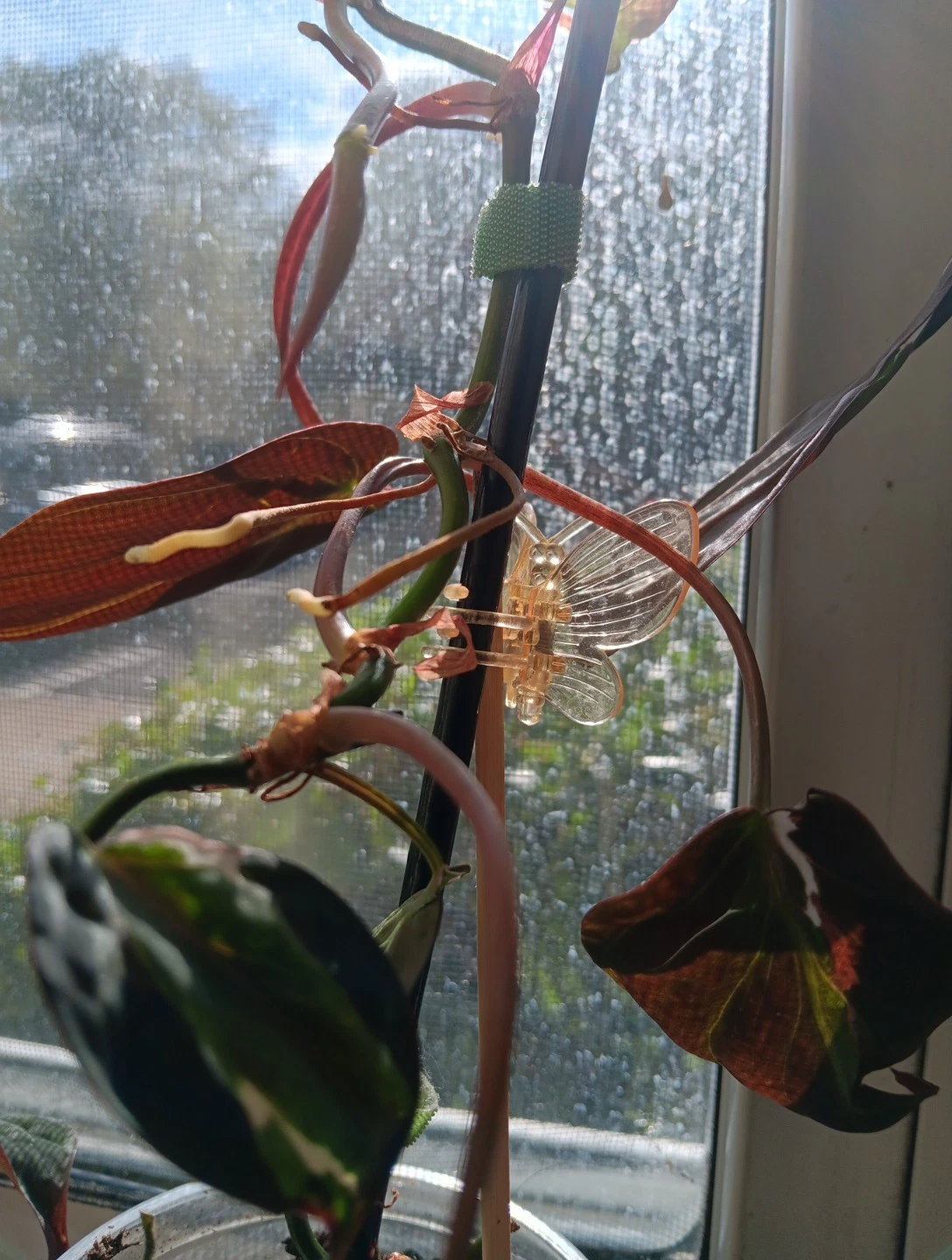 Variegated Philodendron Micans Cutting – 2 Node Unrooted Aroid Stem, Rare Velvet Halo, Philodendron hederaceum var. hederaceum