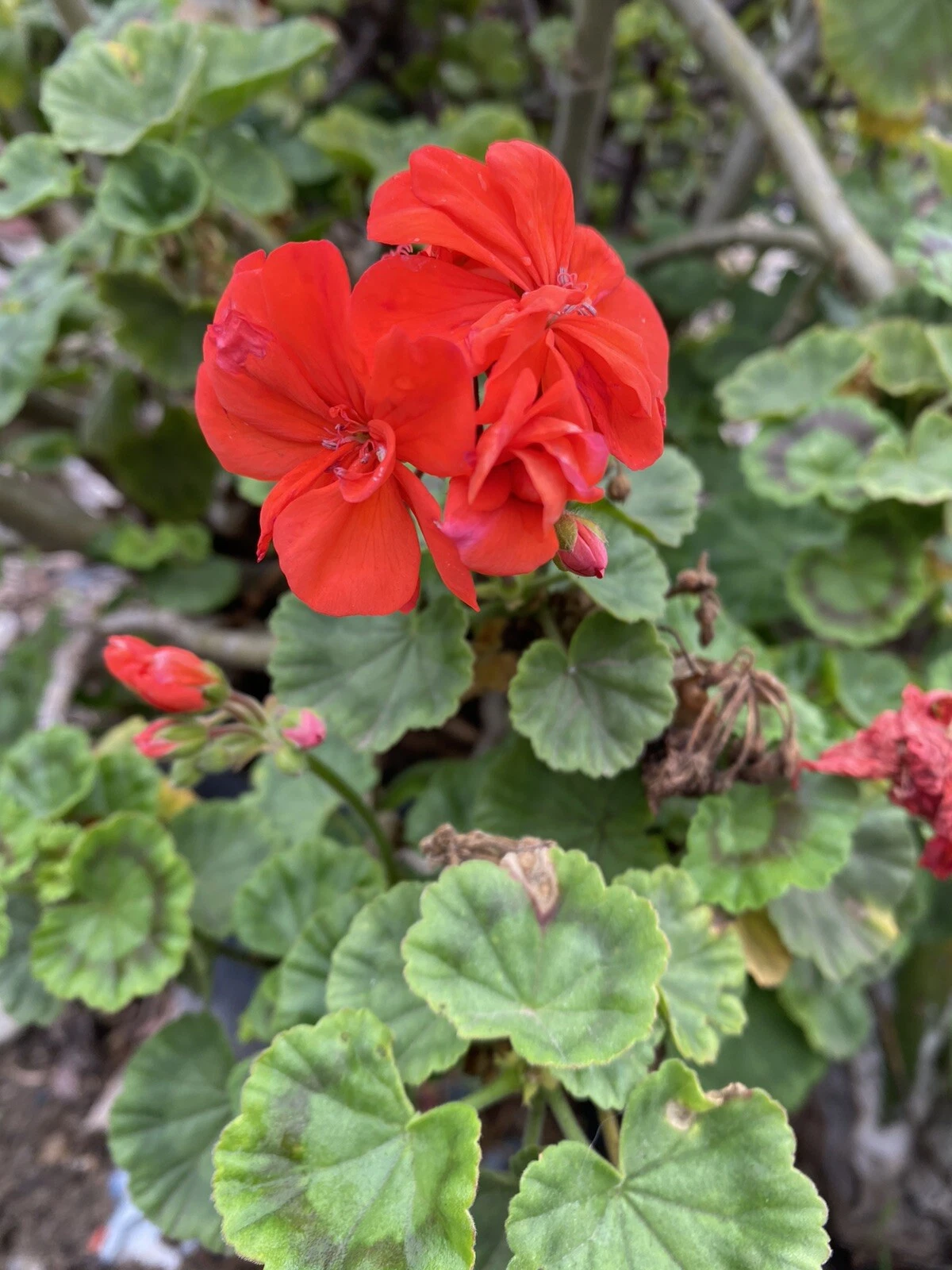 6 Live Orange Geranium Cuttings for Propagation - Pelargonium spp., Flowering Plants for Containers, Baskets, and Garden Use