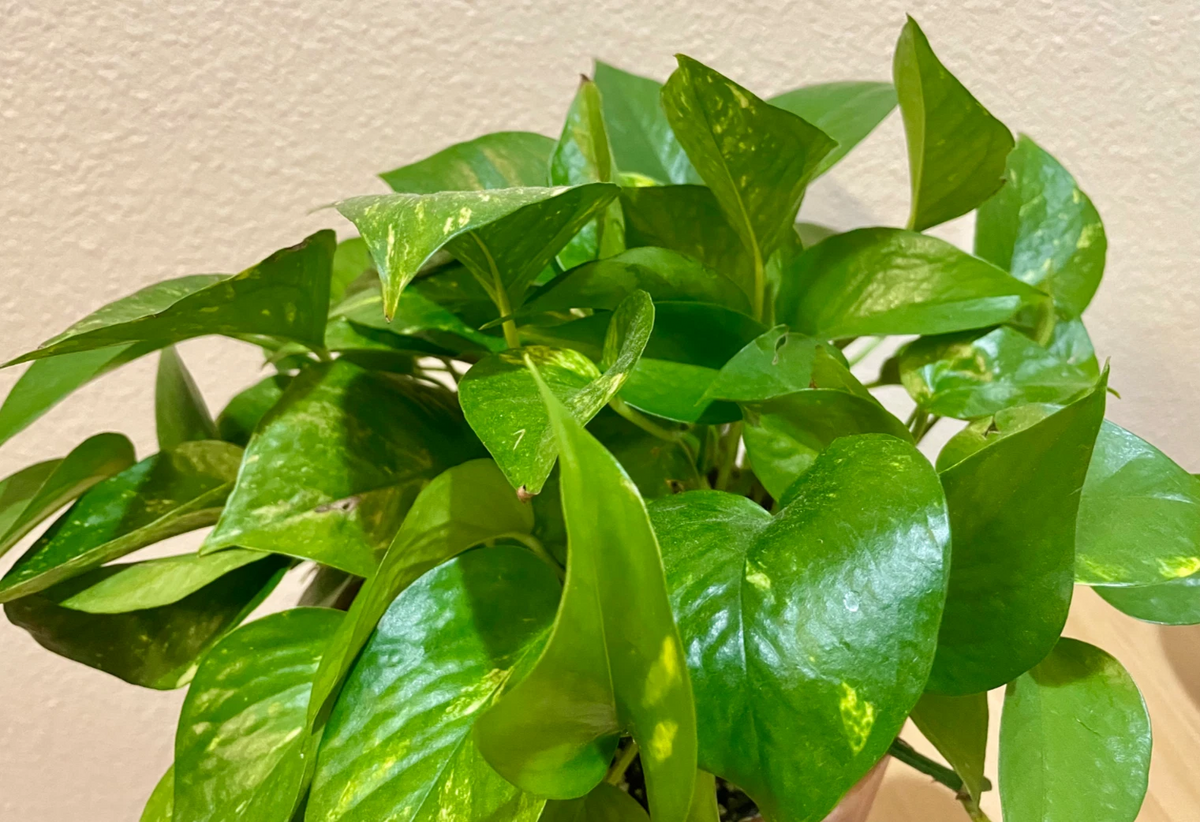 Green Pothos Cuttings - Set of 3 Unrooted Pieces - Epipremnum aureum - Trailing Houseplant Starter for Indoor Growing