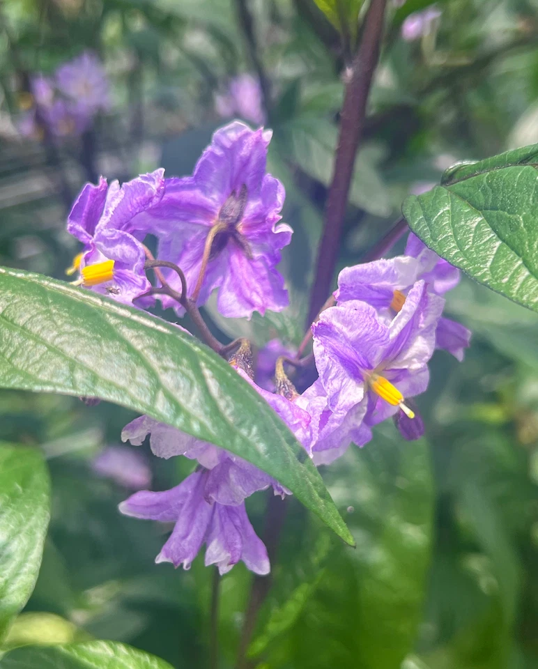 Pepino Melon Cuttings - 6 Fresh Deep Purple Variety - Solanum Muricatum - Easy-Rooting for Edible Gardens & Containers