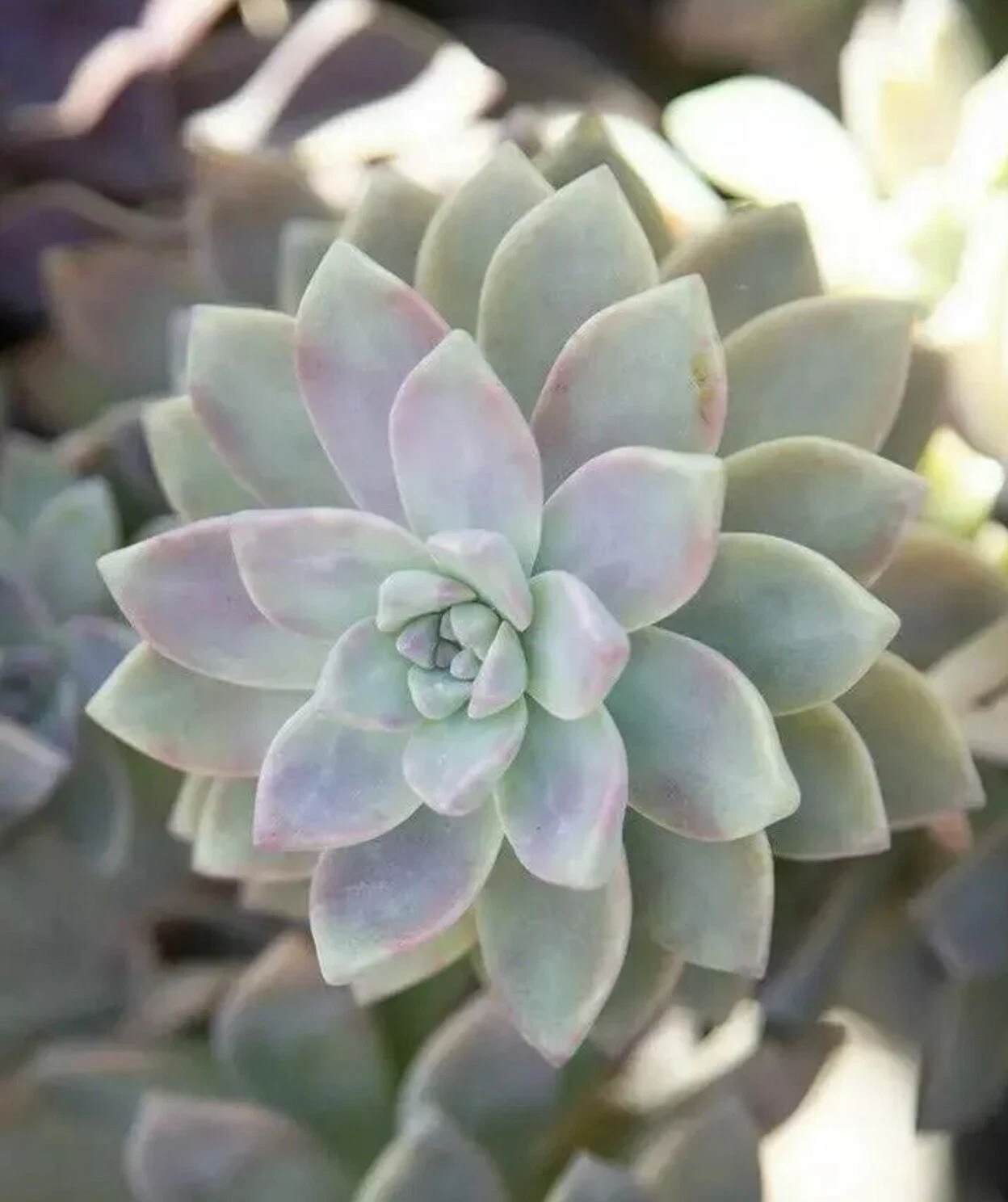 Ghost Plant Succulent Cuttings - 4 Fresh Stems Graptopetalum paraguayense - 3-4 Inch for Rooting & Propagation