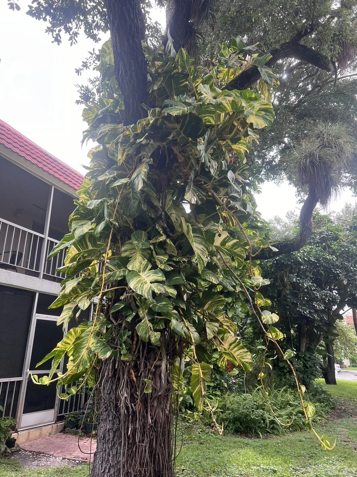Golden Pothos Cuttings - 5 Unrooted Trailing Cuttings, Epipremnum Aureum, Green & Gold Variegated Foliage for Propagation
