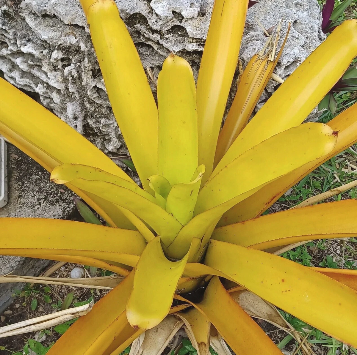 Aechmea Lemon Blanchetiana Bromeliad Pup | Live Tropical Plant Starter | Bright Yellow Foliage for Full Sun Gardens