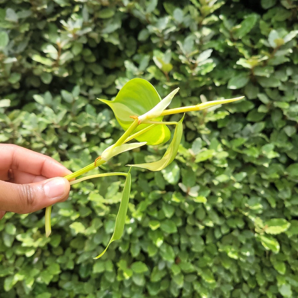 Philodendron Brasil Rooted Cutting Live Plant - Variegated Heartleaf Vine, Philodendron hederaceum ‘Brasil’ for Indoor Gardening