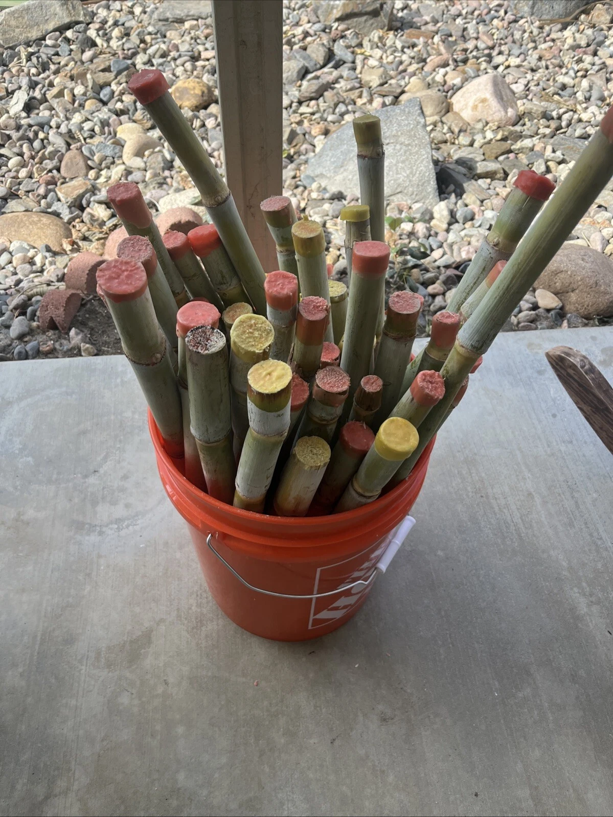 Sugarcane Stalk Cuttings - 3 Live Planting Pieces - Tropical Variety for Warm Climates - Saccharum officinarum