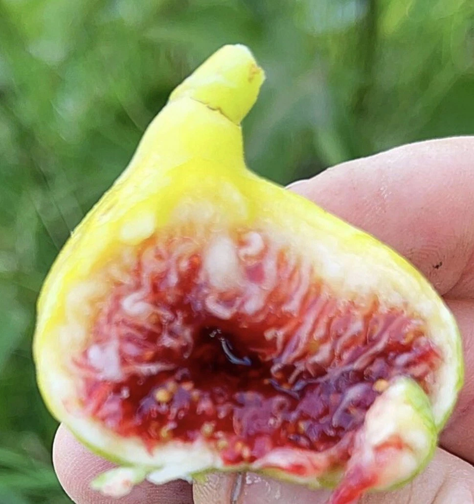 White Adriatic Fig Tree Cuttings - 3 Live Unrooted Cuttings for Planting, Ficus Carica Variety, Light Green Skin, Pink Flesh