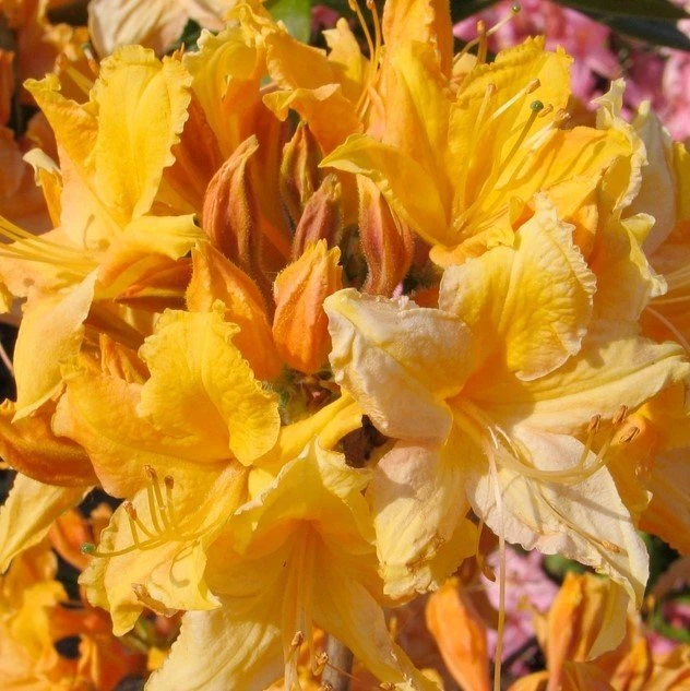 Golden Lights Azalea Plant - Well-Rooted Starter Shrub, Golden-Orange Blooms, Rhododendron Hybrid, Cold-Hardy Variety