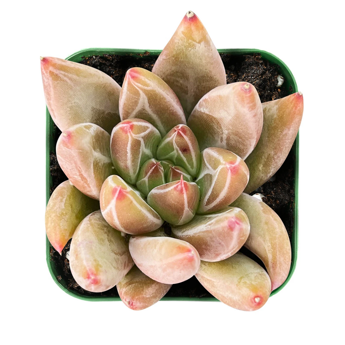 Echeveria Psyche Succulent Plant in 2 Inch Pot - Live Rooted Rosette with Pastel Foliage - Echeveria Hybrid Houseplant