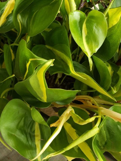Philodendron Brasil Cutting - Live Heart Leaf Plant for Indoor Pots & Hanging Displays - Philodendron hederaceum