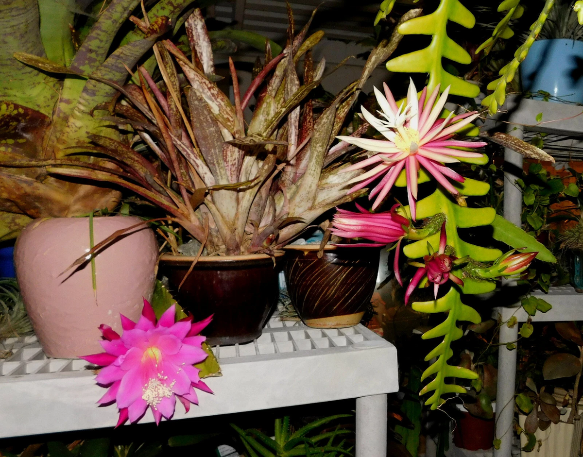Zig Zag Cactus Cuttings - 2 Large Live Cuttings - Cryptocereus (Selenicereus) anthonyanus - Easy to Root for Propagation