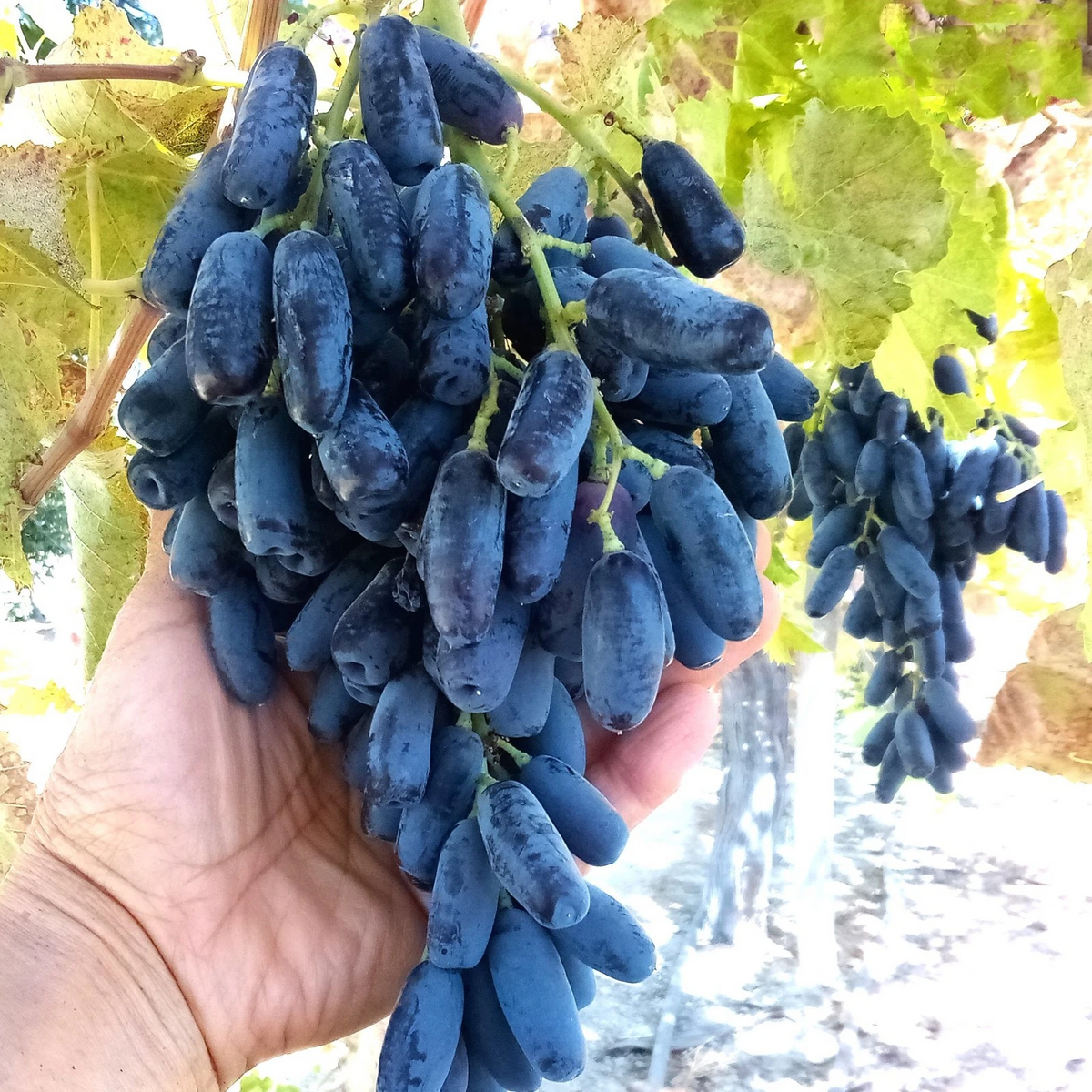 10 Lady Finger Grape Vine Cuttings - Black Seedless Moon Drop Type - Vitis vinifera - 6–8" Unrooted for Rooting & Growing