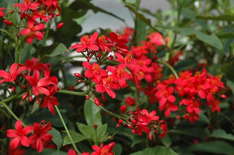 Jatropha integerrima Cuttings – 8 Fresh Peregrina / Spicy Jatropha Scions for Propagation – Unrooted Ornamental Shrub