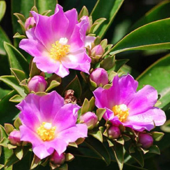 Pereskia Grandifolia Seeds – 10 Rare Leafy Cactus Seeds for Growing – Exotic Tree-like Cactus Variety, Pereskia grandifolia