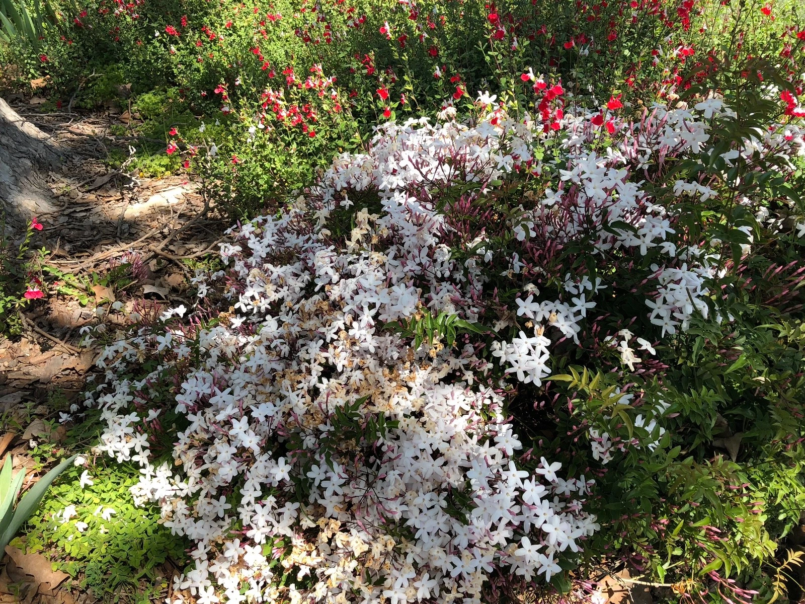 Live Pink Jasmine Cuttings - Jasminum polyanthum Vine, Fragrant Climbing Plant for Propagation, Ideal for Trellises & Containers